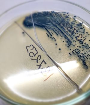 „Obcy” 400 km od Ziemi. Stację kosmiczną zasiedlają kolonie mikrobów nieznanych na naszej planecie (fot. Shutterstock)