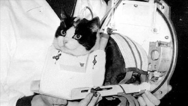 Félicette to pierwsza i jedyna kotka w kosmosie. Jaki los ją spotkał? (fot. CNES)