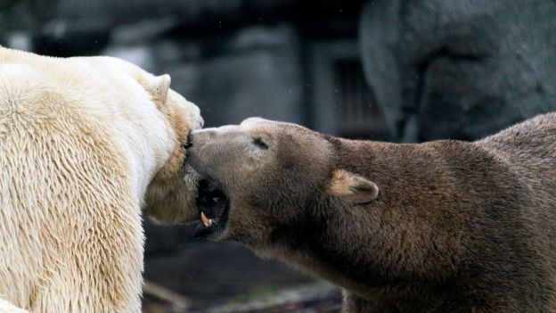 Ile waży największy niedźwiedź na świecie? To zwierzę lepiej omijać z daleka, jest naprawdę niebezpieczne (fot. Corbis/Corbis via Getty Images)