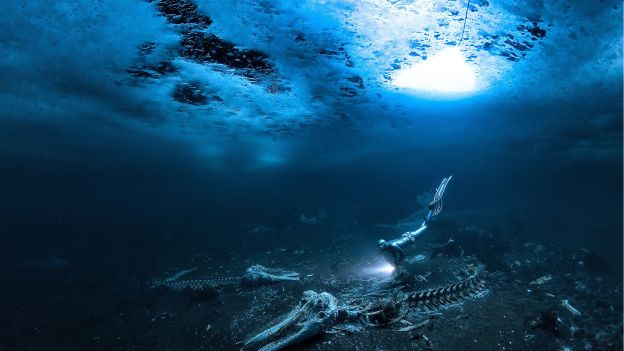 To zdjęcie zwyciężyło w konkursie Underwater Photographer of the Year 2024. Niesamowity klimat grozy (fot. Alex Dawson, UPY2024)