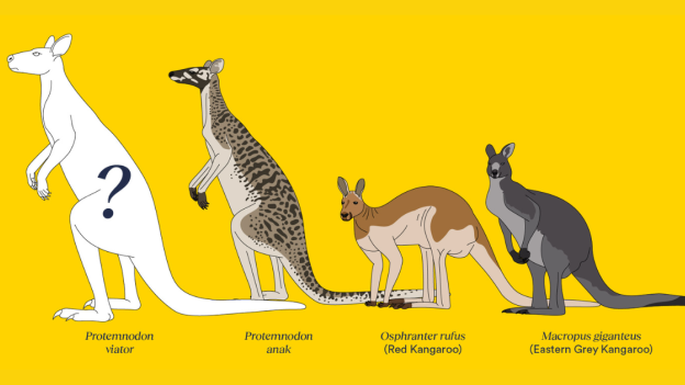 Kangury giganty. Dziesiątki tysięcy lat temu te zwierzęta była dwa razy większe