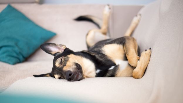 Jak śpi pies i co można z tego odczytać? Zwróć uwagę na pozycję jego ciała w czasie snu (fot. Shutterstock)
