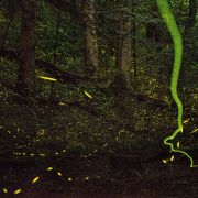 01-tennessee-fireflies-890