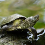 Żółwie przechodzą przez tory w Japonii