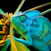 Kameleon - wiemy jak zmienia kolor
