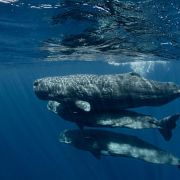 Wieloryby mają dialekty i klany