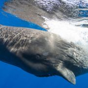 Wieloryby mają dialekty i klany