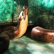 To największy wąż w historii. Pożerał dinozaury