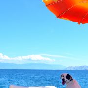 Crikvenica - bar i plaża przyjazne psom