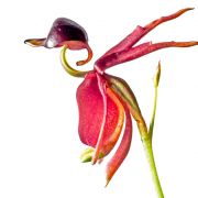 Kacza orchidea (Caleana major)