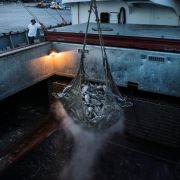Pracownicy portowi używają żurawi do rozładunku zamrożonych tuńczyków z chińskiego statku towarowego w porcie rybackim General Santos na Filipinach.