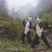 Nie są już zagrożone, ale daje trzeba im pomagać. Zobacz jak ratuje się pandy.
