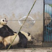 Nie są już zagrożone, ale daje trzeba im pomagać. Zobacz jak ratuje się pandy.
