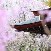 JAPONIA – Kraj kwitnących wiśni