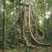 Współczesna Amazonia