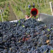 Mołdawia, winobranie
