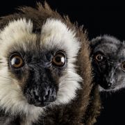 Lemur Eulemur albifrons