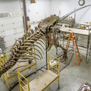 #3. Najstarszy pasażer świata – 65 milionów lat – szkielet dinozaura T-rex