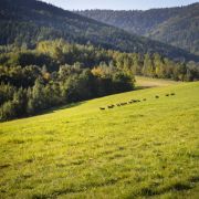 Dzikie i płochliwe owce kaukaskie na przełęczy Kocierz