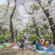 Japonia: Choć raz doświadczyć hanami