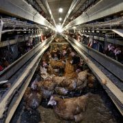 Hodowla przemysłowa, fermy futrzarskie - fotograf dokumentuje warunki, w jakich żyją zwierzęta hodowlane