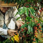Wietnamska kawa odzyskuje dobre imię. Już niedługo będzie stawiać na nogi cały świat?
