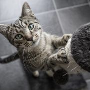 Ciekawostki o kotach: 10 zadziwiających faktów (fot. Getty Images)
