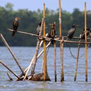 Photograph: Ashwin Geerthan/Royal Society of Biology Photography Competition