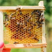 Pszczoły = życie. Oto 3 tipy, by pomóc je chronić