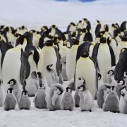 Zwierzęta Antarktydy - jakie gatunki tam żyją?