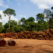 wylesianie Amazonii