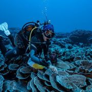 Nurek badający rafę koralową
