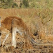 Kangur – zadziwiające zwierzę z antypodów. Gdzie żyją kangury, jak wyglądają i co jedzą? (Fot. JOUAN/RIUS/Gamma-Rapho via Getty Images)