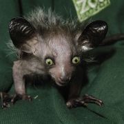 Palczak madagaskarski, czyli aj-aj (Fot. Rob Cousins/Bristol Zoo via Getty Images)
