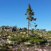 Oto najstarsze drzewo na świecie. Ma 9,5 tysiąca lat i rośnie w Szwecji (fot. Karl Brodowsky, Wikimedia Commons, CC-BY-SA-3.0)