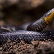 Wąż Atractus michaelsabini (fot. Amanda Quezada, CC-BY)