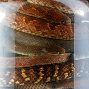 Węże Atractus (fot. Alejandro Arteaga, CC-BY)