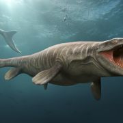 Mozazaur – wielkość tego morskiego gada robi wrażenie! W czasach dinozaurów to mozazaury rządziły morzami (fot. Getty Images)