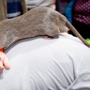 Największe szczury na świecie ważą blisko 3 kg. Gdzie można spotkać takie gryzonie? (fot. Shirlaine Forrest/Getty Images)