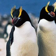 Pingwiny szczotkoczube z dwóch jaj wybierają jedno. Dlaczego ignorują drugie?