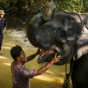 Słoń indyjski to jedno z największych zwierząt. Był uważany za wcielenie bóstwa, więc czemu grozi mu zagłada? (fot. Dasril Roszandi/Anadolu Agency via Getty Images)