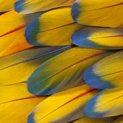 Dlaczego ptaki latają? Ewolucyjna historia piór pokazuje, jak zwierzęta podbijały niebo  (fot. Getty Images)