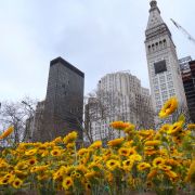 300 słoneczników stanęło w centrum Nowego Jorku