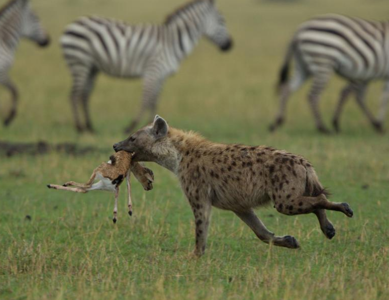 Hiena cętkowana upolowała młodą gazelopkę sawannową w tanzańskim Parku Narodowym Serengeti