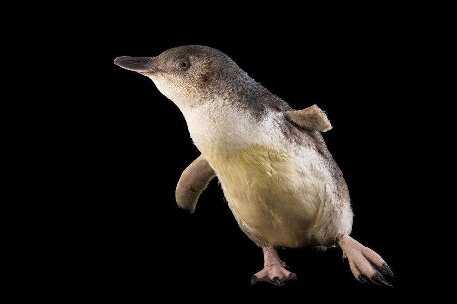 Młody pingwin mały