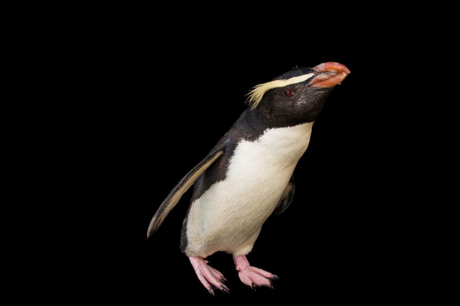 Pingwin grubodzioby