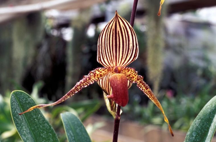 Orchidea „złoto Kinabalu”