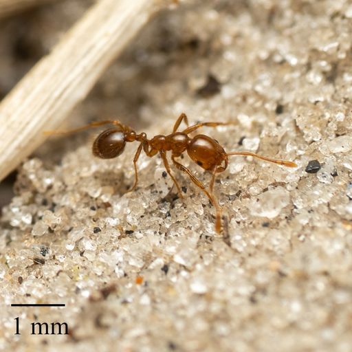 Mrówka ognista (Solenopsis invicta)