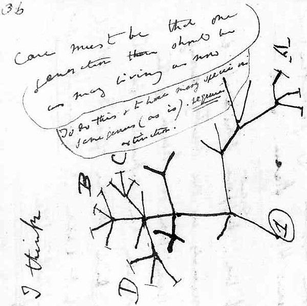 Wczesny szkic „drzewa życia” autorstwa Darwina
