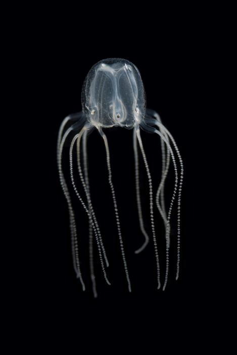 Meduza Tripedalia cystophora